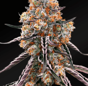 Gelato Sunrise