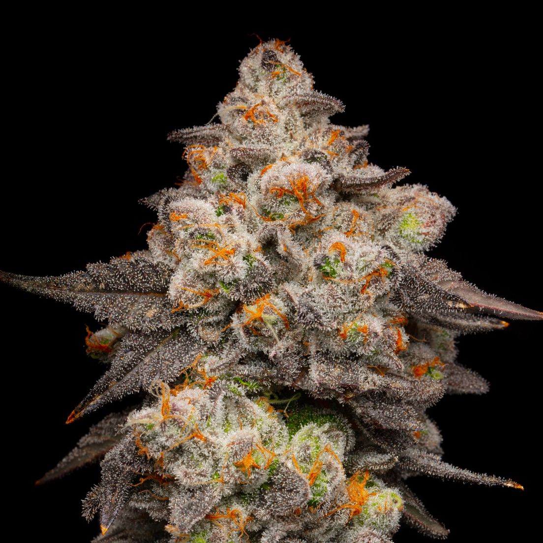 Cookies - Berry Pie 1g